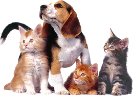 dogs
