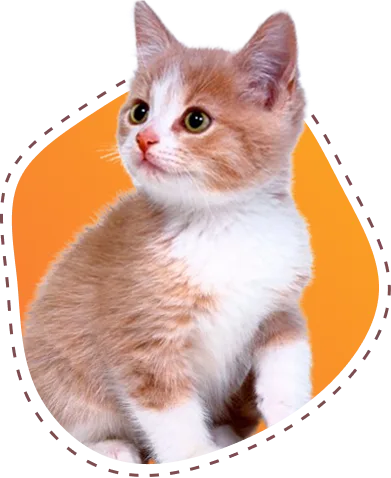 猫咪的美味秘籍 - 亿万28